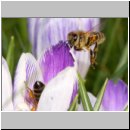Apis mellifera - Honigbiene 11.jpg